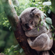 A koala dreams of helping people relax